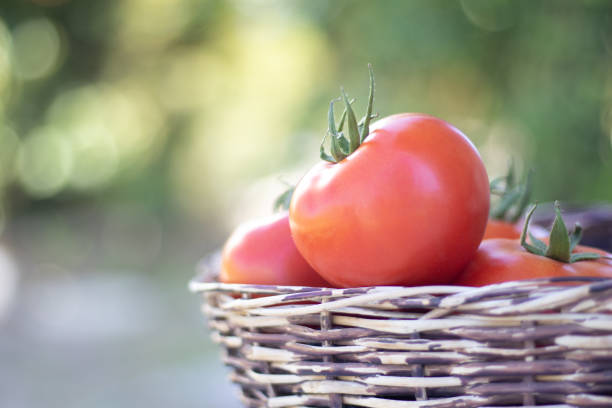 istock Red fresh tomatoes in the basket. 1266409673