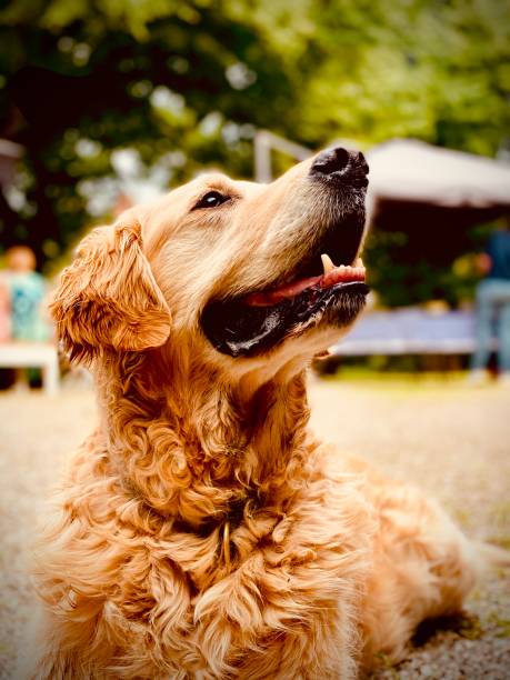 Dog portrait looking up gold