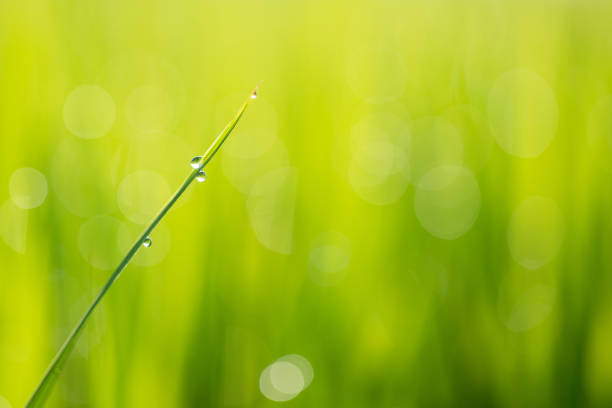 istock Paddy field with beautiful water drops shining against the sun 1266409823