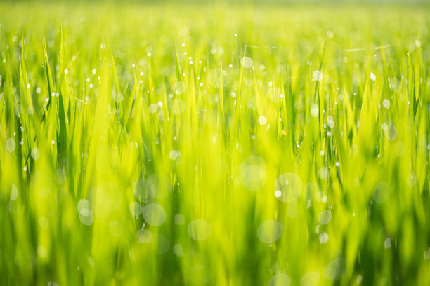 Paddy field with beautiful water drops shining against the sun