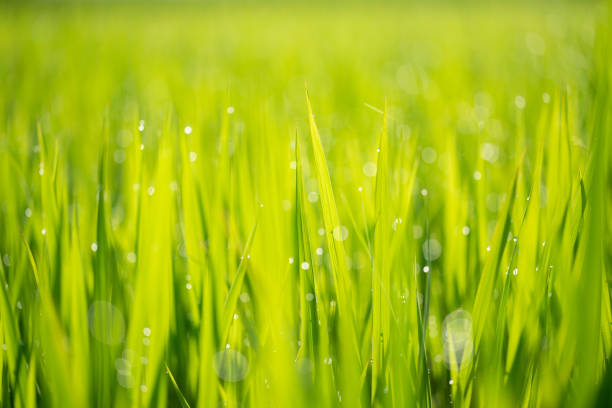 istock Paddy field with beautiful water drops shining against the sun 1266409853