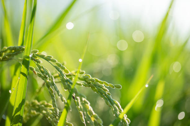 Paddy field with beautiful water drops shining against the sun