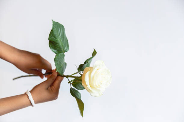 istock Hands with a white bracelet holds a white rose flower on a white background. 1266410667