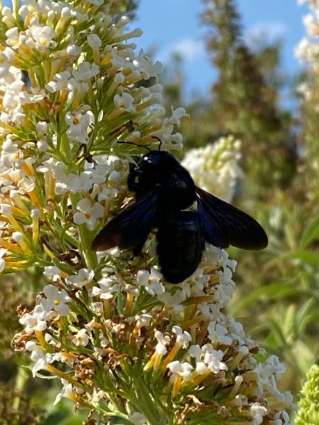 istock Wood bee on white summer lilac blossom 1266410828