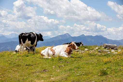 Cows lie on the Alm, Austrian Alps