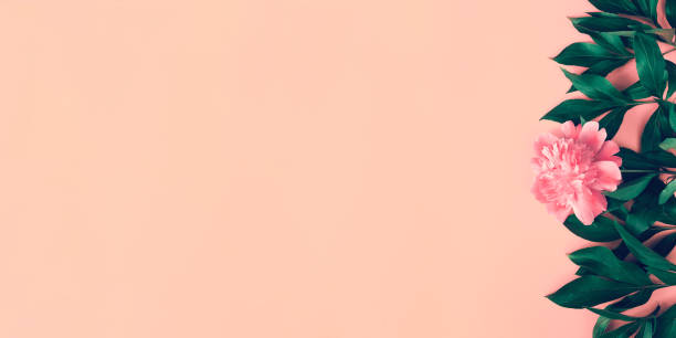istock Creative layout made of pink peony flower on pastel background. 1266411890