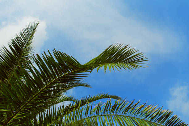 istock Palm tree leaves next to blue sky with clouds. Beautiful nature background for posters, 1266411916