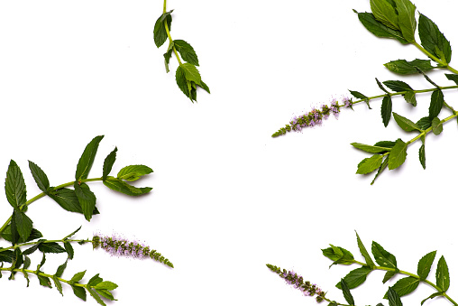 Fresh mint leaves and flowers, peppermint foliage isolated on white background flat lay top view