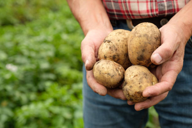 istock Farmer holding fresh raw potato 1266414322