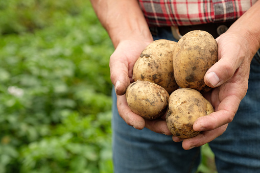 Gold potatoes in hands