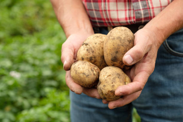 istock Farmer holding fresh raw potato 1266414333