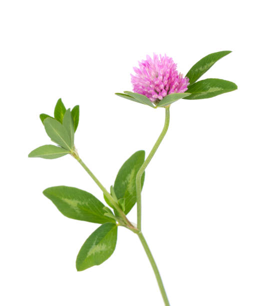 istock Clover flower on a stem with green leaves, isolated on white background. 1266415475