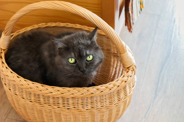 istock Dark gray cat sitting in wicker basket 1266415499