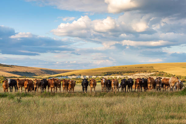 istock A Row of Cows in a Field 1266416303