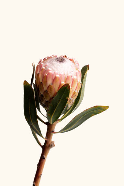 istock Close-up of a protea flower isolated on a white background 1266417983