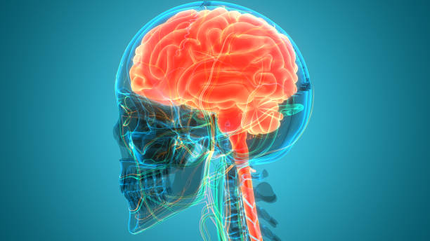 istock Central Organ of Human Nervous System Brain Anatomy 1266418109
