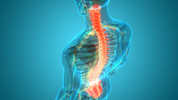 Spinal Cord Vertebral Column of Human Skeleton System Anatomy