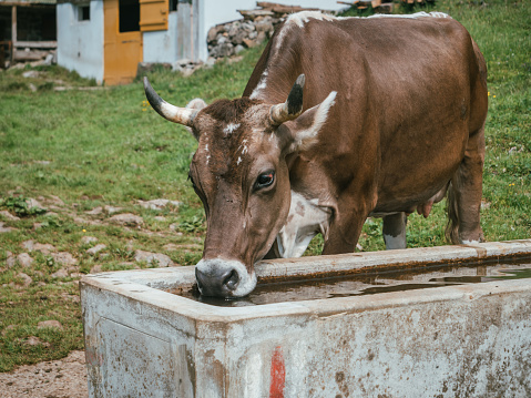 Cow in farmland, portrait of animal, Switzerland