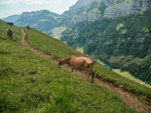 istock Appenzeller cows in meadow 1266419148