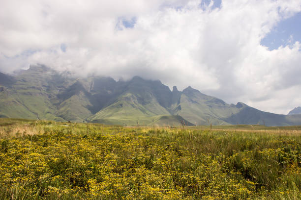 Yellow Everlastings on the way to Blind man's Corner A field of Yellow everlastings (Helichrysum cooperi) in the Central Drakensberg, South Africa, with Sterkhorn and Cathkin Peak shrouded in low lying clouds in the background drakensberg flower mountain south africa stock pictures, royalty-free photos & images