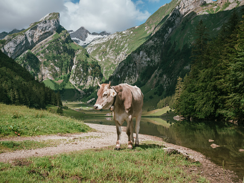 Cow grazing, Switzerland