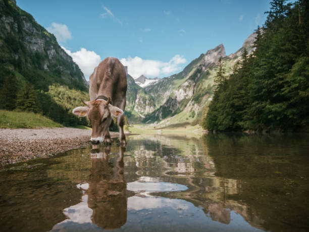 Portrait of Appenzeller cow and reflection on lake Cow looking at camera, funny portrait of animal, Switzerland appenzell stock pictures, royalty-free photos & images