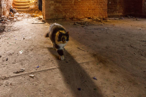 A striped cat is lying on colorful rugs at the street market in Bukhara