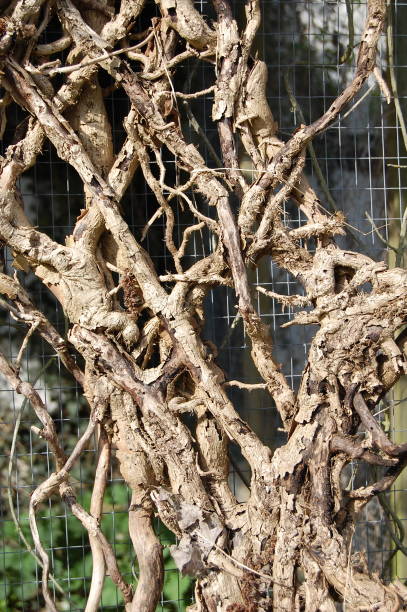 istock A beautiful pattern made of ivy branches - the creeper plant is dead 1266421303