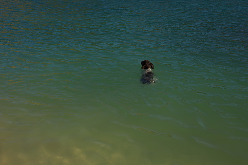 Australian Shepherd has fun swimming in river in summer. Dog run and jump in water with happy face smiling, splashes flying in different directions. Active and energetic games with pet in water.