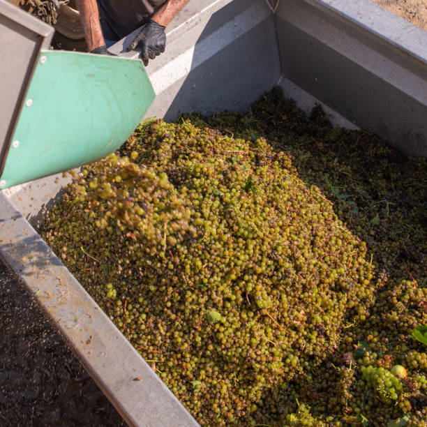 istock Harvested Grapes for wine production. Corsica 1266422339