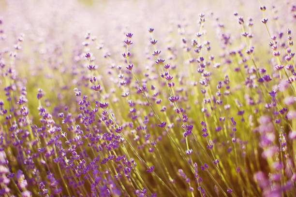 istock Lavender field with sun lights 1266422369