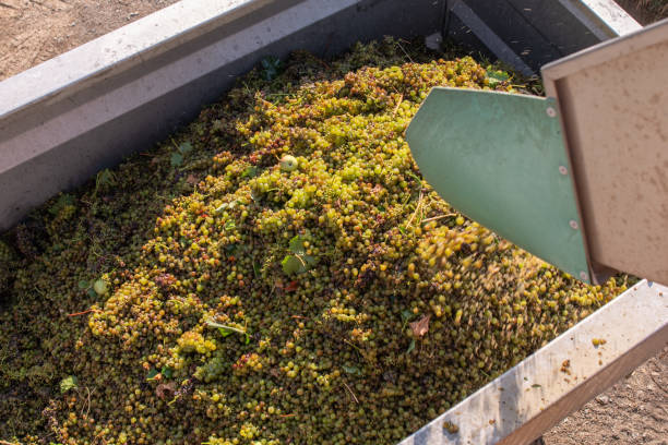 istock Harvested Grapes for wine production. Corsica 1266422382