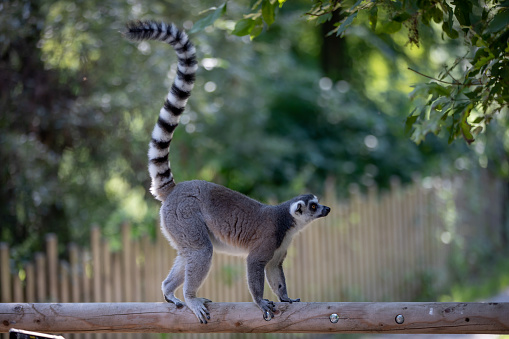 Funny bamboo lemurs on a tree branch watch the visitors in Madagascar, Madagascar