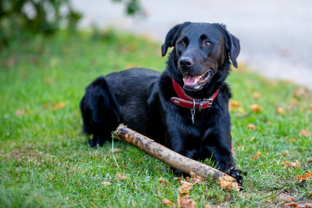 istock Dog laying in the grass 1266422515