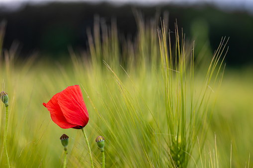 Poppy flower in green field
