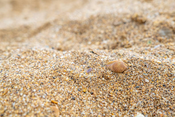 Close up of sand from small shells on the seaside. Selective focus. Background. Texture.