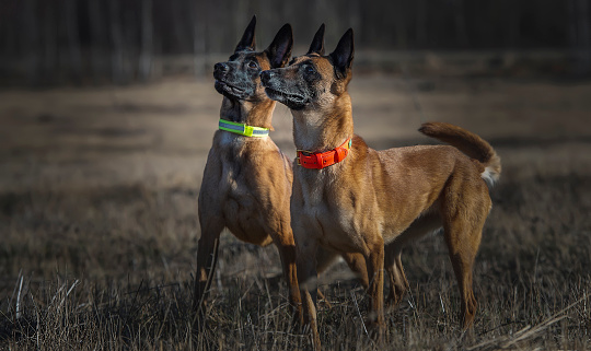 Two beautiful Belgian Malinois dogs in colorful collars are looking attentively and expectantly. Dogs are depicted in the sunset rays on a dark background.