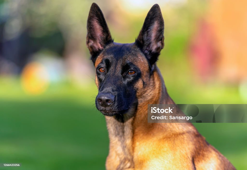 Head portrait of young belgian malinois shepherd Head portrait of a young Belgian Malinois Shepherd Dog. A brightly colored dog with a black mask, with large ears, looks attentively and warily at the camera. Dog on the background of a green glade. Belgian Malinois Stock Photo