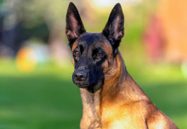 retrato da cabeça do jovem pastor belga malinois - belgian shepherd - fotografias e filmes do acervo