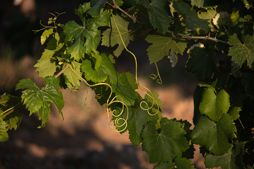 Vineyard, farmer people or couple walking, inspection and agriculture field check of plants growth and production. Diversity farming woman and partner rear for harvest, supply chain and agro industry