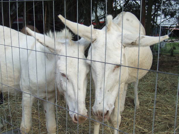 ワイヤーフェンスの隣に立っている馬のグループ - sheep fence zoo enclosure ストックフォトと画像