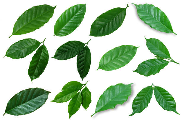 istock green​, Coffee leaves ​isolated on white​ background.​ 1266425788