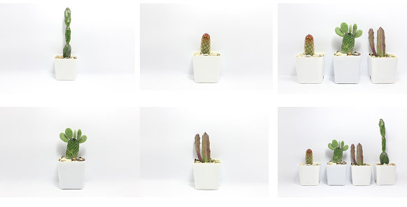 Succulents. Potted small house plants, home interior. White minimal cactus in a jar.