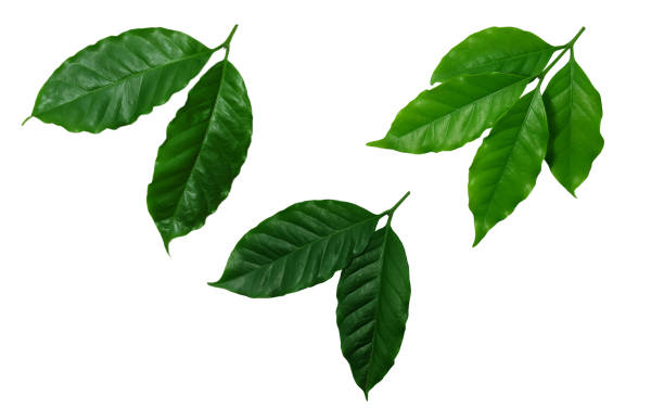 istock green​, Coffee leaves ​isolated on white​ background.​ 1266425953