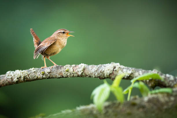 istock Eurasian wren singing on bough in spring nature. 1266426130