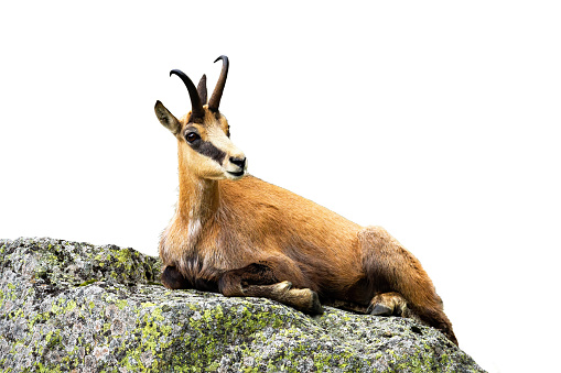 Calm tatra chamois, rupicapra rupicapra tatrica, lying on stone isolated on white background. Relaxed animal resting on rock cut out. Wild carpathian mammal observing on mountains isolated.