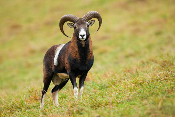 istock Calm mouflon ram standing on meadow in autumn nature. 1266426202