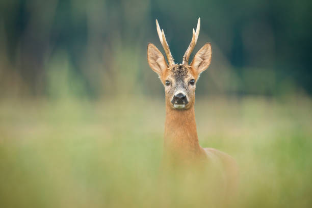 istock Curious roe deer buck watching on meadow in summer nature. 1266426777
