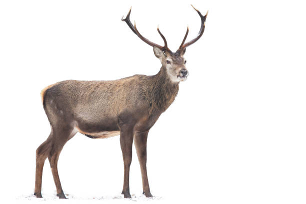 istock Magnificent red deer standing on snow isolated on white background. 1266426843