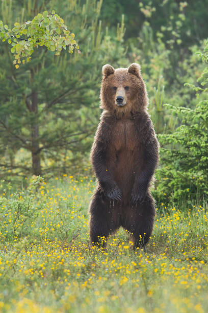 istock Majestic brown bear standing upright on glade in summer forest. 1266426848